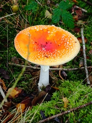草地野生飞木耳毒蘑菇摄影图片