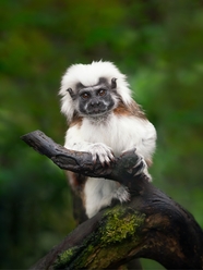 站在树干上的野生棉顶狨猴图片