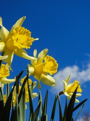 蓝天下盛开的黄色喇叭水仙花图片