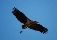 蓝色高空上自由翱翔的秃鹰摄影图片