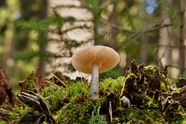 盘状真菌蘑菇摄影图片