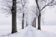 冬天路边树木冰雪风光摄影图片