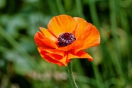 橙色沙宾罂粟花摄影图片