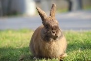 草地呆萌可爱荷兰兔摄影图片