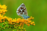停歇在花穗上的彩色蛱蝶摄影图片