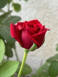 墙角妖娆绽放的红色玫瑰花图片