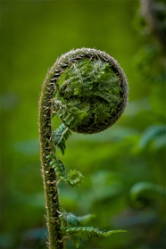 春天绿色蕨类植物微距特写摄影图片