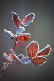 冬季霜冻枯叶摄影图片