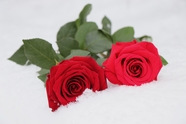 冬季雪地红色玫瑰花枝摄影图片