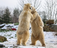 两只北极熊站在雪地里玩耍图片