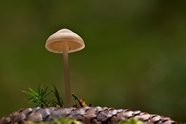 地面松果墨汁鬼伞蘑菇摄影图片