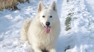 趴在雪地里的白色萨摩耶犬摄影图片