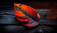 秋天木板上的落叶摄影图片