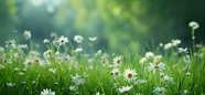 春天绿色花草丛白色小雏菊摄影图片