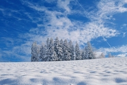 冬季蓝天白色雪地雪松雪景摄影图片