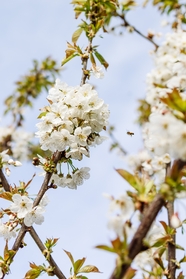 春天白色樱花花枝摄影图片