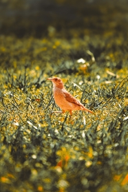春日午后停落在草地上的小鸟图片