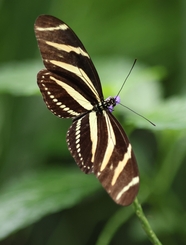 野生玛环蛱蝶摄影图片