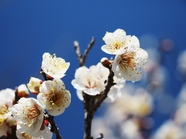 春天蓝色天空白色梅花摄影图片