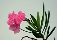 粉红色夹竹桃花摄影图片