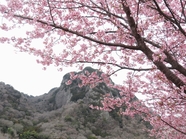 春天樱花树山脉风景摄影图片
