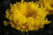 黄色菊花微距特写摄影图片