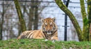 动物园圈养野生老虎摄影图片