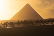 日暮黄昏埃及金字塔骆驼群摄影图片