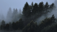 阴雨天气雾气缭绕树林风光摄影图片