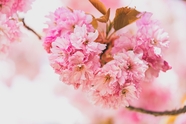 春天粉嫩樱花枝摄影图片