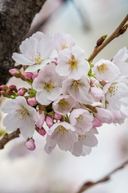 春初樱花树枝白色樱花摄影图片