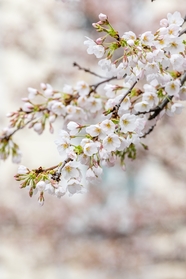 唯美小清新白色樱花盛开摄影图片
