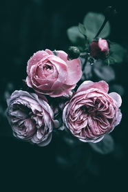 雨后唯美意境玫瑰花摄影图片