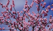 粉色日本樱花盛开摄影图片