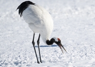 冬季雪地白色丹顶鹤摄影图片