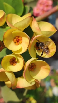 黄色花卉蜜蜂采蜜摄影图片