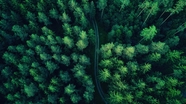 绿色茂密树林鸟瞰图摄影