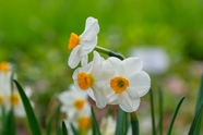 春天唯美清新白色喇叭水仙花摄影图片
