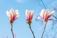 三枝粉色玉兰花摄影图片