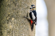 停歇在树上的大斑啄木鸟摄影图片