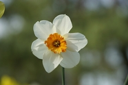 一朵白色水仙花微距特写摄影图片