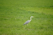 绿色草地上站立的苍鹭摄影图片
