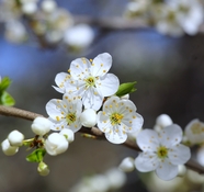 春天白色樱花树樱花摄影图片