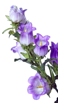 紫色桔梗科植物花朵摄影图片