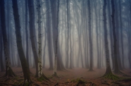 雾气朦胧神秘树林风景图片