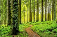 绿色森林树木野草小路摄影图片