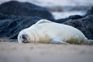 躺在海滩上的野生海豹摄影图片