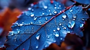 秋天雨后树叶水滴摄影图片