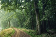 雾气朦胧郁郁葱葱树林风景图片