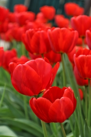 红色郁金香花圃花卉摄影图片